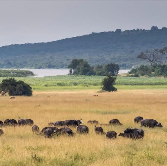 Volcanoes National Park